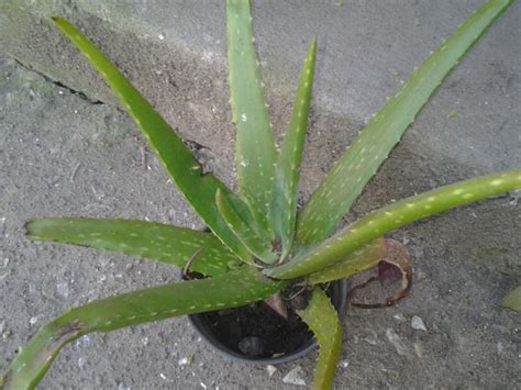 Diferencias Entre Aloe Barbadensis Y Aloe Barbadensis Var Chinensis