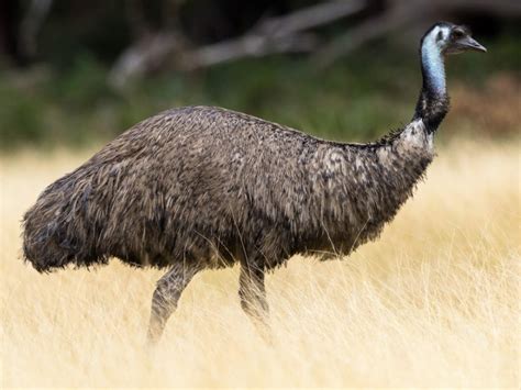 35 Amazing Emu Facts
