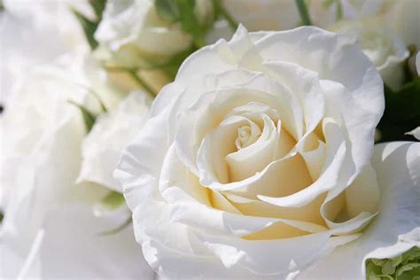 10 Types Of Pure White Roses A Z Animals