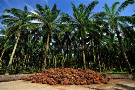 Palm Oil Production In Malaysia Stock Image Image Of Tonnes