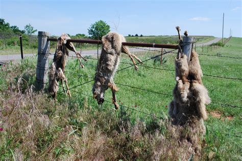 Coyote Hunting Laws In Nebraska The Facts Best Coyote Calls