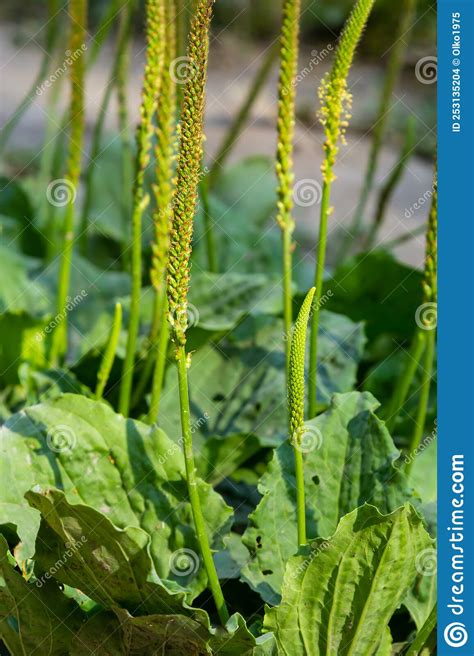 Plantain Flowering Plant With Green Leaf Plantago Major Leaves And