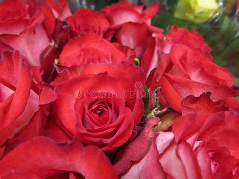 Bright Red Rose Bouquet Flowers Close Up On Display Stock Photo Image