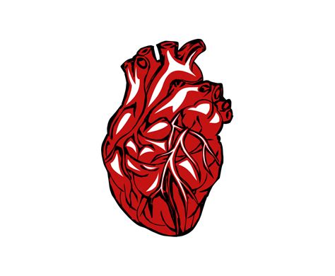 Clipart Real Heart 10 Free Cliparts Download Images On Clipground 2024