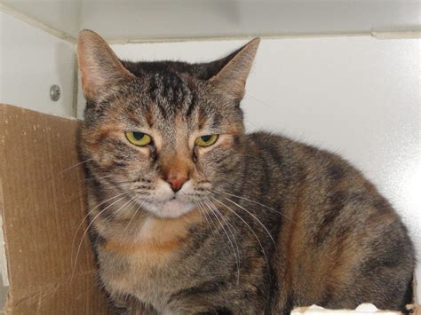 Meet Smudge A 4 Year Old Female Torbie Cat Mansfield Ct Patch