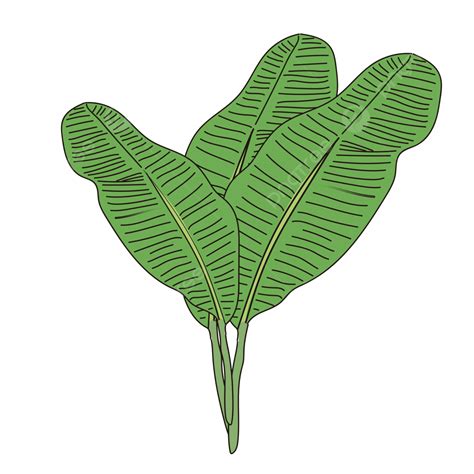 Plantain Leaves Png Vector Psd And Clipart With Transparent