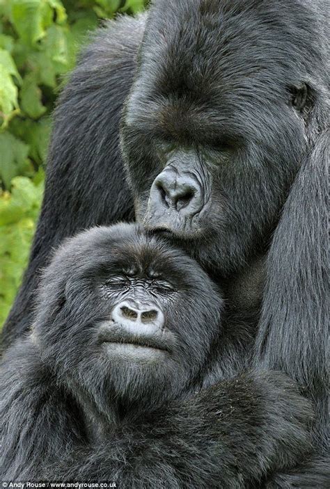 Gorilla Kiss And A Cuddle Gorilla Mountain Gorilla Silverback