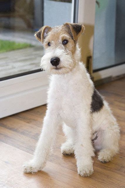 Wire Fox Terrier Dog Breed History And Some Interesting Facts