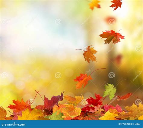 Autumn Falling Maple Leaves Fotografia Stock Immagine Di Ambientale