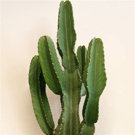 Euphorbia İngens Cowboy Cactus çiçekçi Euphorbia İngens Cowboy