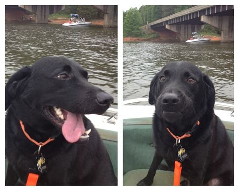 12 Pictures Only Labrador Owners Will Think Are Funny