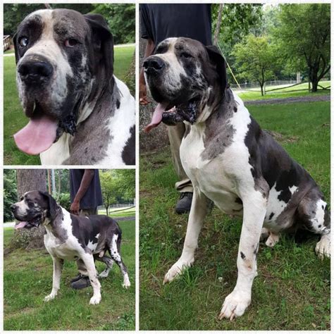 Beautiful and loving, raised inside home with. Female Harlequin GREAT DANE in District Heights, Maryland ...