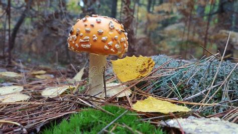 Amanita Muscaria Mushroom In Northern Michigan Stock Photo Image Of