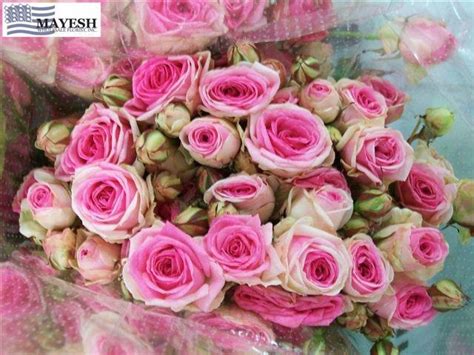 Mini Eden Spray Rose Colours Of Roses Pinterest