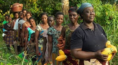 Cocoa Industry Relies On Forced Labour And Exploits Women Workers