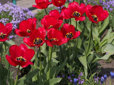 Tulips Are Colorful Spring Flowers On A Sunny Day Stock Image Image