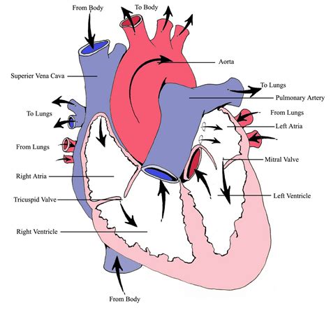 Basic Heart Anatomy