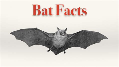 10 Fun Bat Facts The Nature Conservancy Rezfoods Resep Masakan