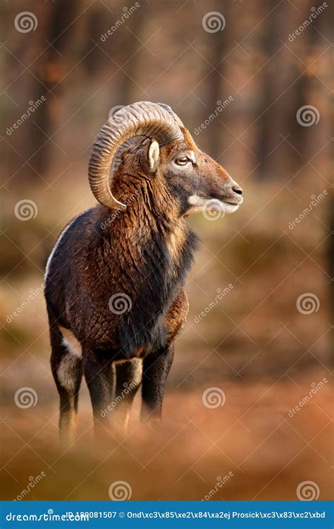 Mouflon Ovis Orientalis Portrait Of Mammal With Big Horns Prague