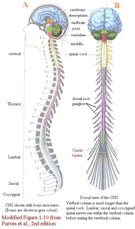 Spinal Cord Nervous System