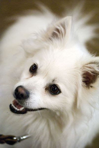 American Eskimo Dog Dog Breed Information Puppies And Pictures