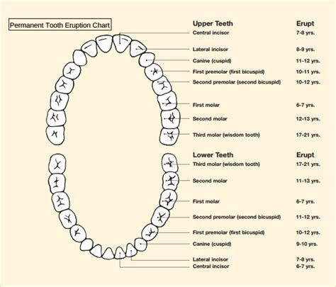 Free Printable Tooth Chart Printable
