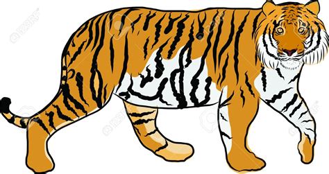 Tiger stock vectors, clipart and illustrations. Free Tiger Clipart | Free download on ClipArtMag
