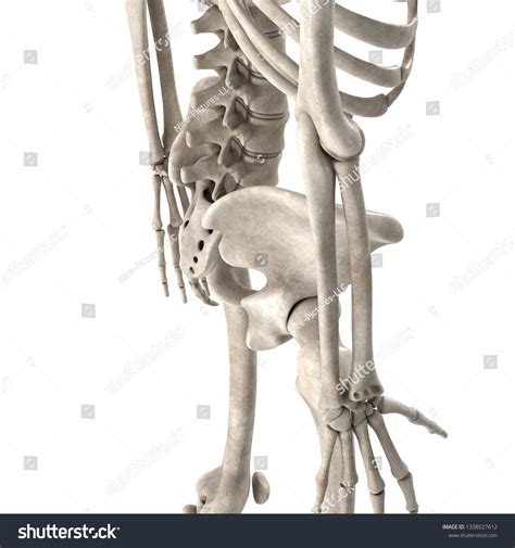 3d Render Male Skeleton Hips Stock Illustration 1338527612 Shutterstock