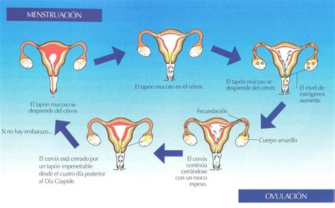 Fases Del Ciclo Aparato Reproductor Femenino Images And Photos Finder