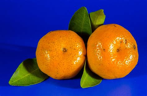Free Photo Orange Mandarin Fruit Free Image On Pixabay 213548