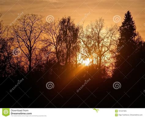 Silhouettes Of Trees At Sunset Stock Image Image Of Evening Setting