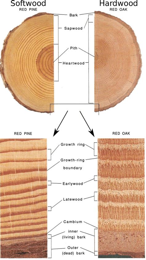 Illustration Of Tree Stem And Annualgrowth Rings Closest To The Pith