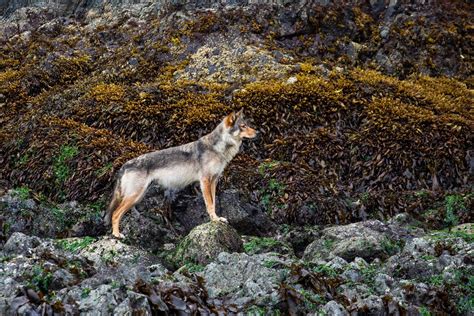 Photographers Capture Pictures Of Rare Coastal Wolf Cottage Life