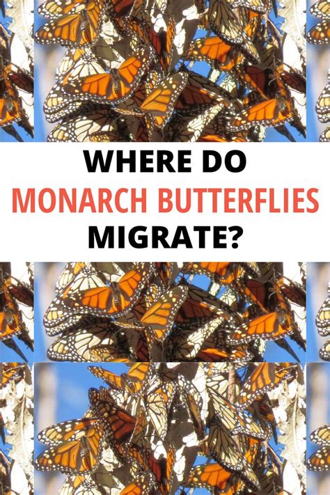 Monarch Butterfly Migration Fun Facts About How Monarchs Migrate