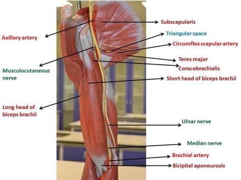 Shoulder And Arm Brain Anatomy Median Nerve Brachial Artery