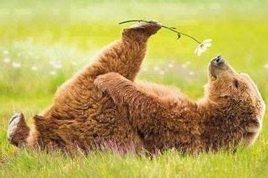 Check spelling or type a new query. A flower, Bears and Flower on Pinterest