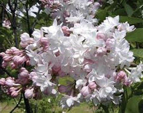 Japanese Lilac Tree Syringa Reticulata 1 Gallon Potted Etsy Fragrant Plant Japanese Lilac