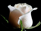 Brotes de Amor: Significado de la Rosa Blanca