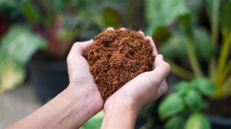 Peat Moss Vs Coco Coir Gardening Experts Advise On