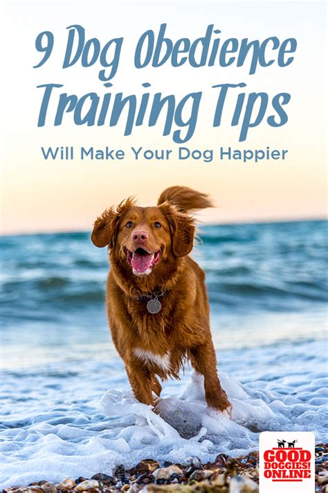 Most Effective Dog Training Methods Dogtraininghouston 6726412864