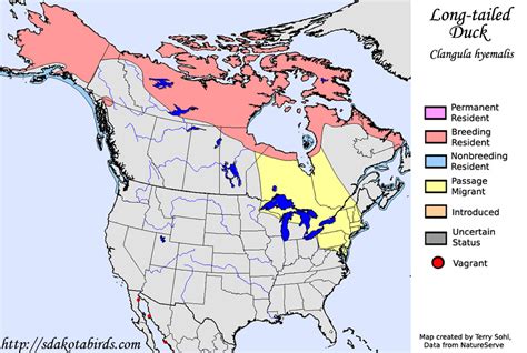 Long Tailed Duck Species Range Map