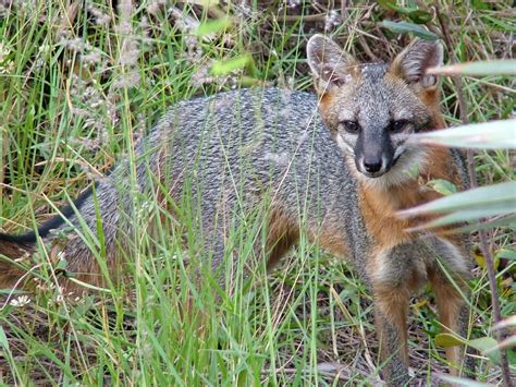 Gray Foxes Hang On In Urban South Florida Sun Sentinel