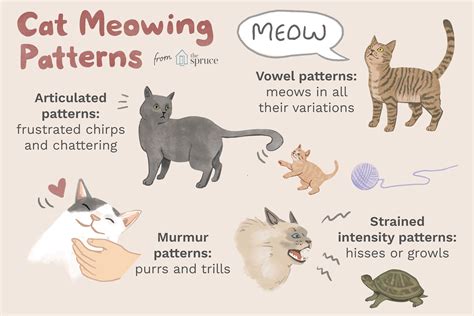 What Do The Different Cat Meows Mean