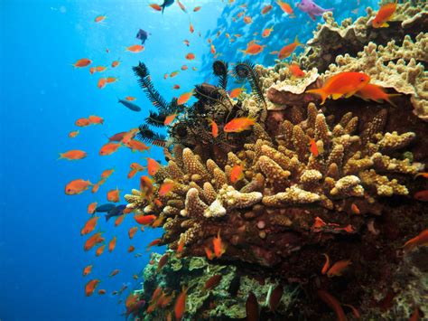 Underwater Paradise The Most Beautiful Coral Reefs Around The World