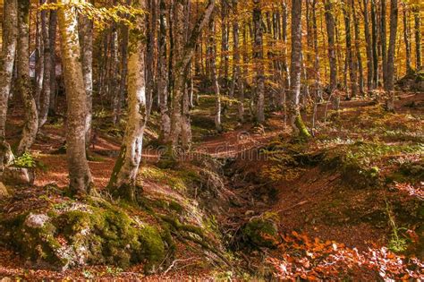 Mountain Stream In The Wild Forest At Autumn Time Stock Photo Image