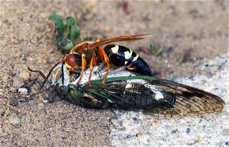 How To Remove Cicada Killer Wasp Nests Effectively A Step By Step