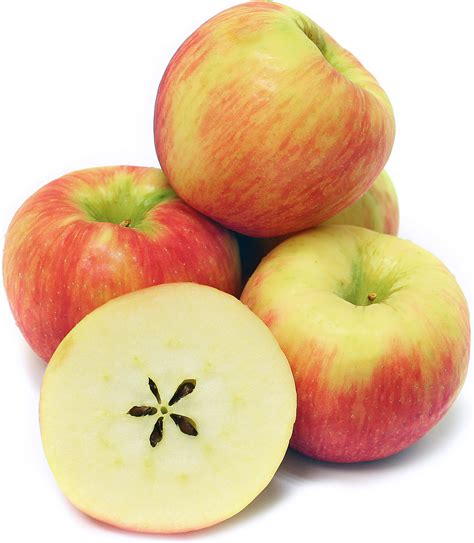 Honeycrisp Apples | Honeycrisp apples, Honeycrisp, Apple information