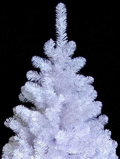 Winter White Pine Christmas Tree 18m Christmas Trees