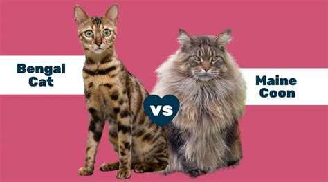 Bengal Cat Vs Maine Coon Differences Similarities And More Love Your Cat