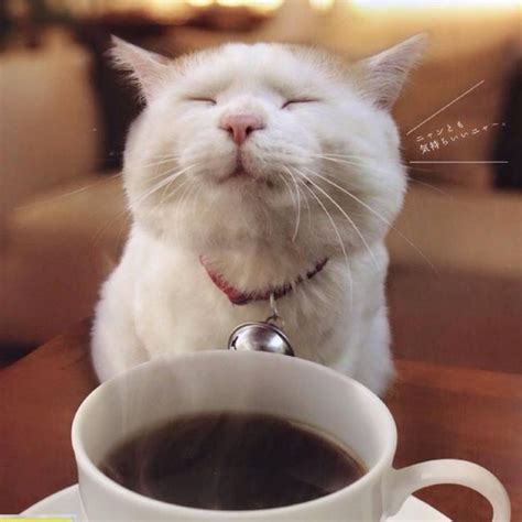 Coffee Cat Cat Memes
